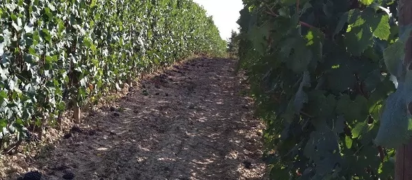 Barolo vin